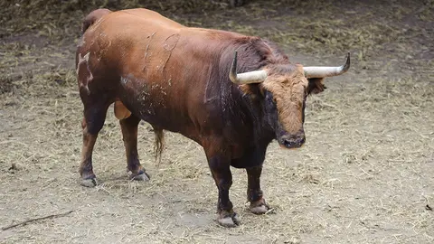El Toro 'Decano' (nº 19) de la ganadería de Jandilla y de 500 kilos de peso en los corrales del Gas de Pamplona. MIGUEL OSÉS (3)
