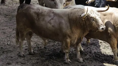 El Toro 'Tramposo' (nº 212) de la ganadería de Núñez del Cuvillo y de 535 kilos de peso en los corrales del Gas de Pamplona. MIGUEL OSÉS (1)