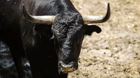 El Toro 'Soleares' (nº 90) de la ganadería de Victoriano del Rio y de 540 kilos de peso en los corrales del Gas de Pamplona. MIGUEL OSÉS (1)