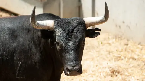 El Toro 'Tendero' (nº 12) de la ganadería de Miura y de 605 kilos de peso en los corrales del Gas de Pamplona. MIGUEL OSÉS