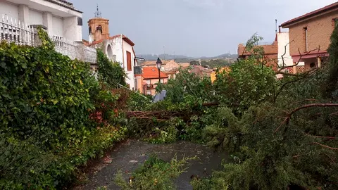 Uno de los árboles caídos en Tafalla como consecuencia de la tormenta caída en la localidad este viernes 13 de julio CEDIDA 3