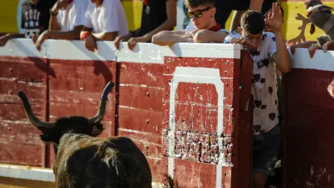 Vacas mañaneras tras el segundo encierro de las fiestas de Tudela de 2018. MIGUEL OSÉS_8
