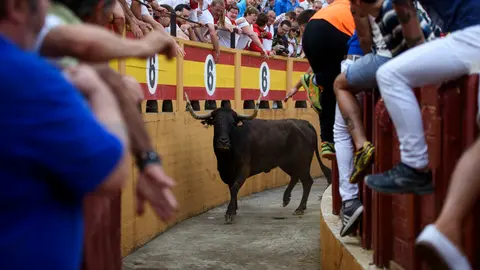 Vacas mañaneras tras el penúltimo encierro de las fiestas de Tudela de 2018. MIGUEL OSÉS_2