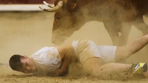 Peligrosa suelta de vacas en la plaza de Estella tras el encierro de novillos. MIGUEL OSÉS (3)