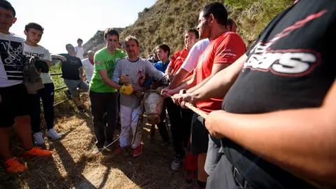 Rescate de la vaca caida en el sexto encierro de El Pilón de Falces de 2018. PABLO LASAOSA_8