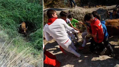 A la izquierda, la vaca caída en la poza y, a la derecha, varios vecinos de Falces tiran del animal para rescatarlo PABLO LASAOSA  MIGUEL OSÉS