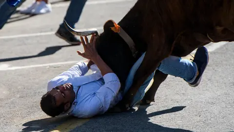 Vacas en Berriozar con las reses de la ganadería de Reta. MIGUEL OSÉS_3