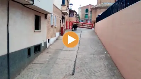 Un toro huye del recorrido en Milagro y cornea grave a una mujer en la ingle