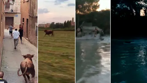 El toro escapado de la plaza de Villafranca ha cruzado el río hacia Marcilla y ha acabado controlado junto a unos bueyes en Funes Fotos ANTONIO RODRÍGUEZ MURUGARREN Y CEDIDAS