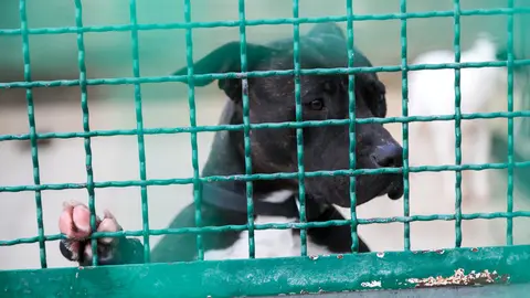 Visita de la Comisión y la Gerencia de Urbanismo del Ayuntamiento al Centro de Atención de Animales con motivo de la campaña navideña de adopción  (20). IÑIGO ALZUGARAY