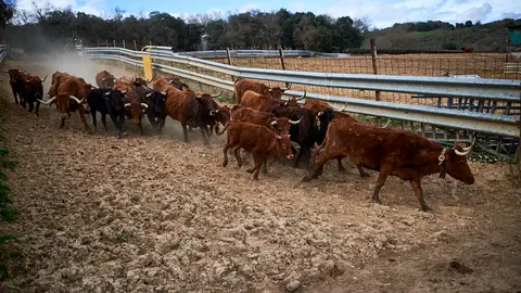 La ganaderia de Miguel Reta se prepara para la primera suelta de vacas de la temporada en la localidad navarra de Villatuerta. MIGUEL OSÉS 7