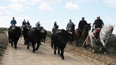 Día de la trashumancia en Caparroso (13) AMAYA LUQUI (13)