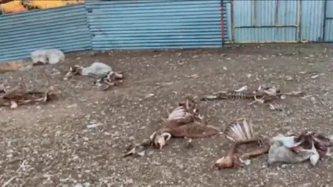 Ovejas muertas en una explotación ganadera de Zaragoza