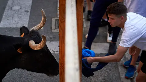 Última suelta de reses en la localidad navarra de Orkoien con vacas de la ganadería Bretos Fernandez. MIGUEL OSÉS