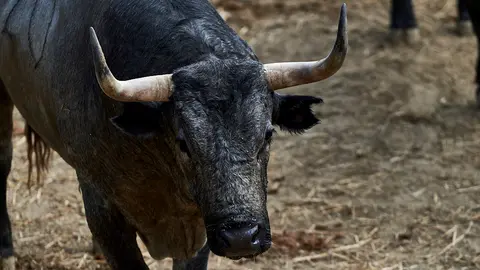 El Toro 'Capitán' (nº 20) de la ganadería de José Escolar (9 de julio) y de 515 kilos de peso en los corrales del Gas de Pamplona. MIGUEL OSÉS
