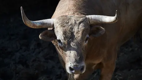 El Toro 'Pregonero' (nº 115) de la ganadería de Joaquin Nuñez (12 de julio) y de 498 kilos de peso en los corrales del Gas de Pamplona. MIGUEL OSÉS