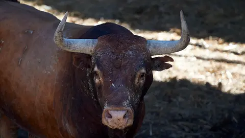 El Toro 'Rabanero' (nº 47) de la ganadería de Miura (14 de julio) y de 640 kilos de peso en los corrales del Gas de Pamplona. MIGUEL OSÉS