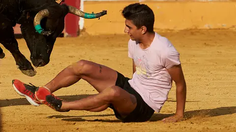 Vaquillas en la plaza tras el primer encierro de las fiestas de Santa Ana de 2019 en Tudela. MIGUEL OSÉS