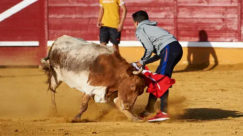Vaquillas en la plaza de Tudela tras el encierro de la ganadería de Osborne. MIGUEL OSÉS