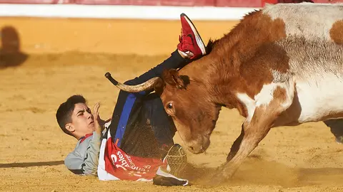 Vaquillas en la plaza de Tudela tras el encierro de la ganadería de Osborne. MIGUEL OSÉS
