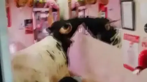 Imagen del cabestro que ha entrado en la carnicería de Estella. CEDIDA