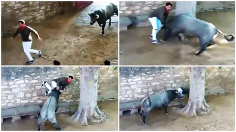 La cogida a un mozo en Tafalla dentro del acceso del callejón a la plaza de toros.