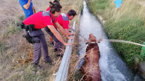 El novillo que se escapó en Caparroso fue capturado tras quedar atrapado en una acequia POLICÍA FORAL