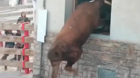 Un toro trata de entrar a una casa a través de la ventana durante las fiestas de Milagro