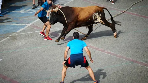 Primer toro con soga en la localidad navarra de Lodosa. Miguel Osés