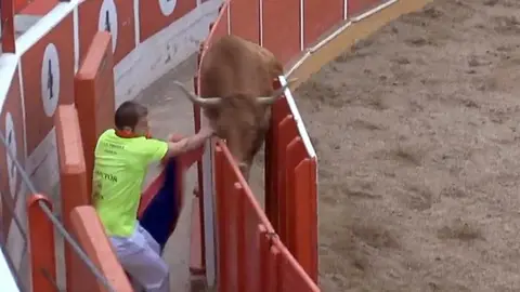 Una vaca de Arriazu se cuela por el burladero de la plaza de Fitero.