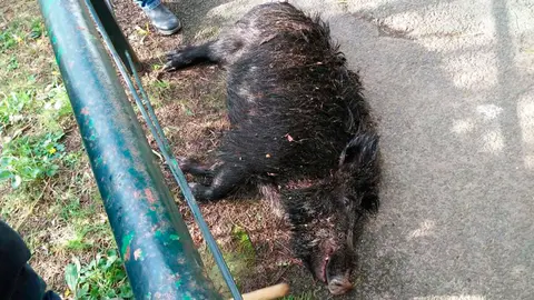 El jabalí abatido después de herir a una mujer en la localidad navarra de Lesaca. NAVARRACOM