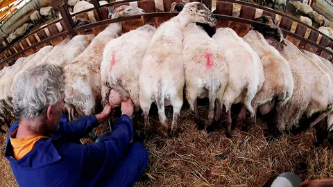 ARTAZA (NAVARRA), 06/06/2020.-  Pastores del pueblo navarro de Artaza en la comarca de Tierra Estella junto a la Sierra de Urbasa, en cuyas alturas se localizan algunos altos pastizales, excelentes para la cría de las tradicionales ovejas latxas siguen elaborando el queso de forma artesanal a partir de la leche obtenida de esta raza de ganado ovino propio de estas tierras. Tras un intenso proceso de ordeñado, colado de la leche obtenida, su fermentación, moldeado y colocado dentro de un paño para suprimir la rugosidad del queso, prensado durante horas para eliminar el suero restante y ubicado en cabañas con una temperatura media durante unos meses, se obtiene al final un producto totalmente natural y dispuesto para disfrutar de su consumo.  EFE/ Jesús Diges
