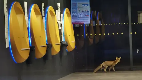 Un zorro en el interior de una sucursal de LaCaixa en Tafalla. NAVARRACOM