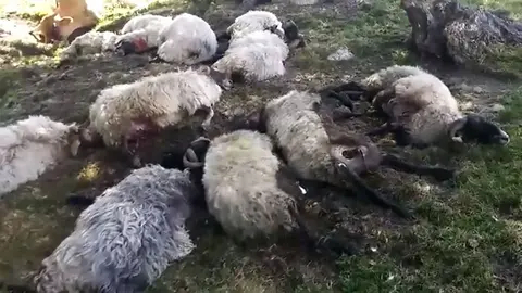 Varias ovejas muertas tras ser alcanzada por un rayo de una tormenta en la zona de Sorogain, en el Valle de Erro
