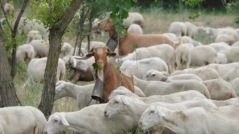 El ganadero Fernando Soria ha querido recordar la trashumancia en la localidad de Caparroso desplazando a 1450 ovejas y 18 irascos. AMAYA LUQUI