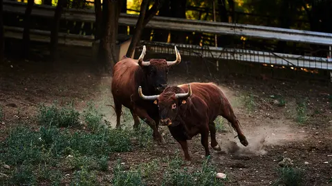 Ganadería Reta de Casta Navarra en la finca de la Tejería de Grocin. PABLO LASAOSa