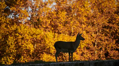 Un ciervo de la Taconera de Pamplona durante una mañana de otoño. PABLO LASAOSA