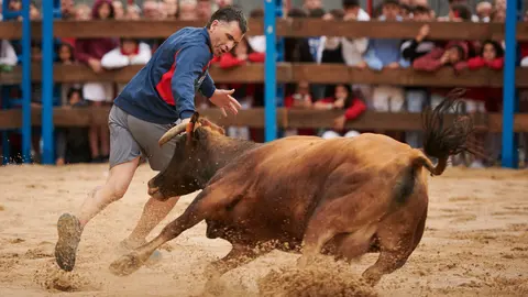 Vacas de la ganadería Reta durante las fiestas de Barañain 2022. PABLO LASAOSA