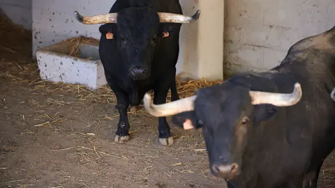 Toros para la corrida de rejones que serán lidiados el próximo 6 de julio durante las fiestas de San Fermín 2022. PABLO LASAOSA