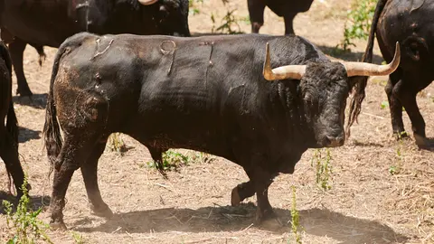 El toro ‘Comisario’ (nº97) de la ganadería de Fuente Ymbro (8 de julio) y de 575 kilos de peso en los corrales del Gas de Pamplona. PABLO LASAOSA