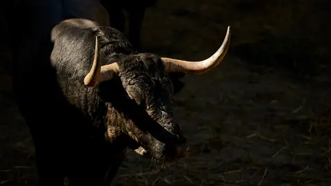 Toros de la ganadería de José Escolar, que serán lidiados el 9 de julio durante las fiestas de San Fermín 2022. PABLO LASAOSA