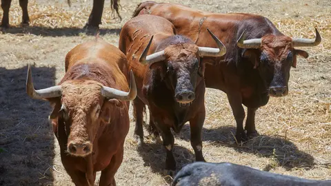 Toros de la ganadería de Hros. de José Cebada Gago, que serán lidiados el 11 de julio durante las fiestas de San Fermín 2022. IÑIGO ALZUGARAY
