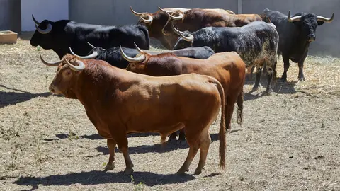 Toros de la ganadería de La Palmosilla, que serán lidiados el 10 de julio durante las fiestas de San Fermín 2022. IÑIGO ALZUGARAY
