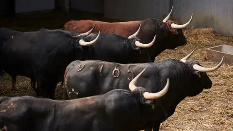 Toros de Jandilla que serán lidiados el 12 de julio durante las fiestas de San Fermín 2022. PABLO LASAOSA