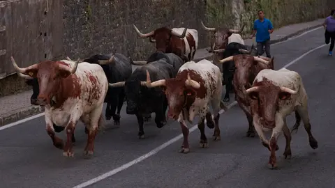 Encierrillo de los toros de José Escolar durante la tarde noche del 8 de julio en las fiestas de San Fermín 2022. PABLO LASAOSA