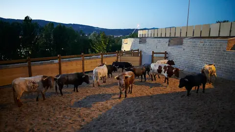 Encierrillo de los toros de José Escolar durante la tarde noche del 8 de julio en las fiestas de San Fermín 2022. PABLO LASAOSA