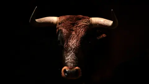 Toros de la ganadería Miura que serán lidiados el 14 de julio durante la Feria del Toro de las fiestas de San Fermín 2022. PABLO LASAOSA