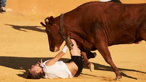 Vacas en la plaza de toros de Tudela durante las fiestas de 2022. PABLO LASAOSA