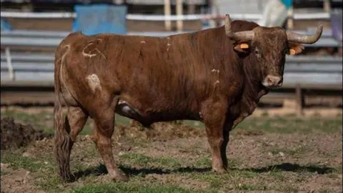 Toros de Casta Navarra de la ganadería de Miguel Reta que serán lidiados el sábado 6 de agosto en la plaza de toros de Estella.