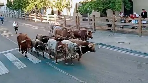 Toros de Sobral en el tercer encierrillo de las fiestas de Tafalla 2022.